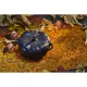 Staub kerámia Cocotte | 15cm | 0.70l | fekete | pumpkin Staub kerámia Cocotte | 15cm | 0.70l | fekete | pumpkin